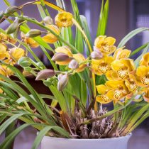 Цимбидиум (Cymbidium) Цимбидиум (Cymbidium)