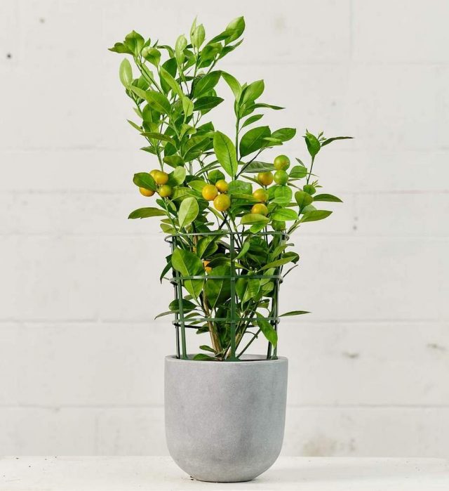 Цитрофортунелла (× Citrofortunella microcarpa, торговое имя — calamansi) Цитрофортунелла (× Citrofortunella microcarpa, торговое имя — calamansi)