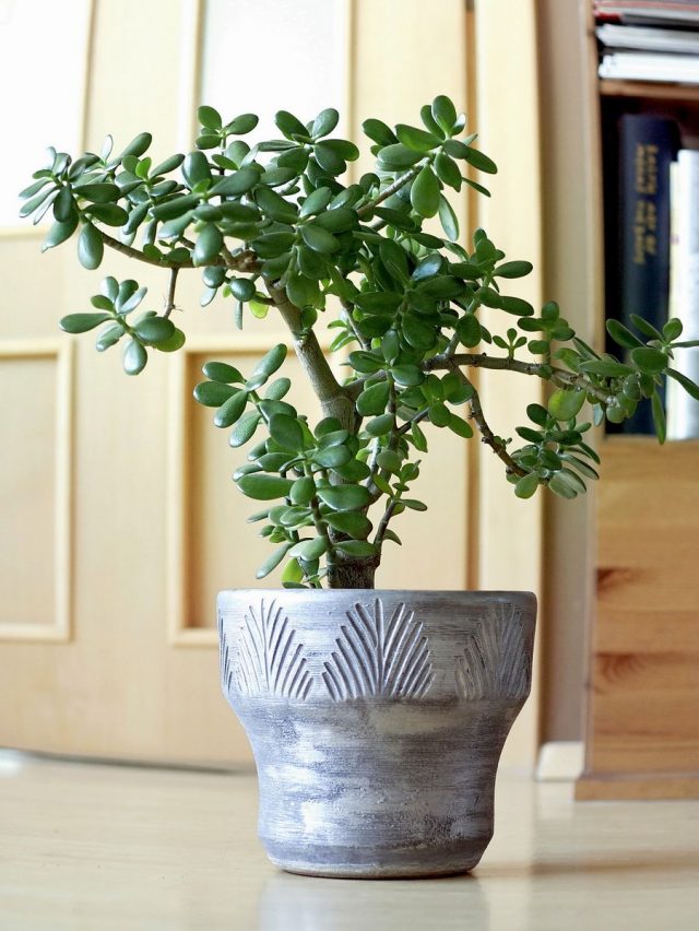 Толстянка овальная, или денежное дерево (Crassula ovata) Толстянка овальная, или денежное дерево (Crassula ovata)