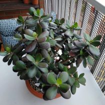 Толстянка овальная (Crassula ovata), сорт «Минор» Толстянка овальная (Crassula ovata), сорт «Минор»