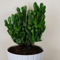 Толстянка овальная (Crassula ovata), сорт «Хоббит» Толстянка овальная (Crassula ovata), сорт «Хоббит»