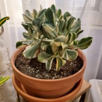 Толстянка овальная (Crassula ovata), сорт «Триколор» Толстянка овальная (Crassula ovata), сорт «Триколор»