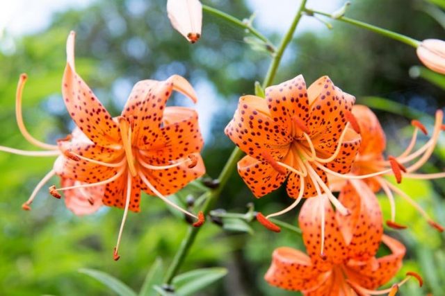 Лилии ланцетолистные (Lilium lancifolium) Лилии ланцетолистные (Lilium lancifolium)