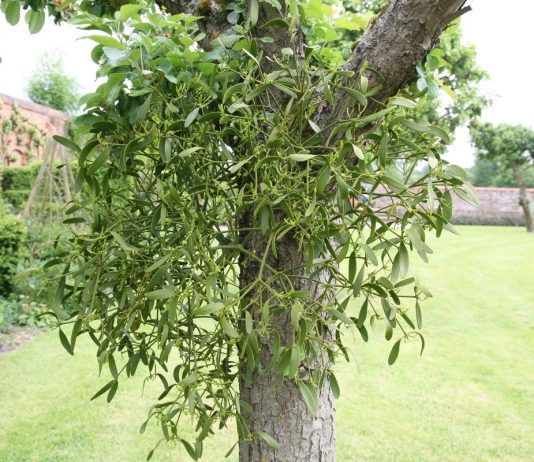 Омела — и враг, и друг