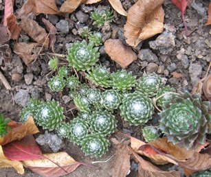 №10 Паутинистое зелёное мелкое