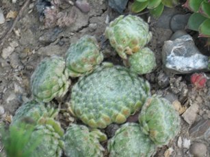 №9 паутинистое зелёное