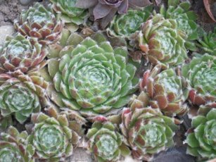 №5 паутинистое бордовое