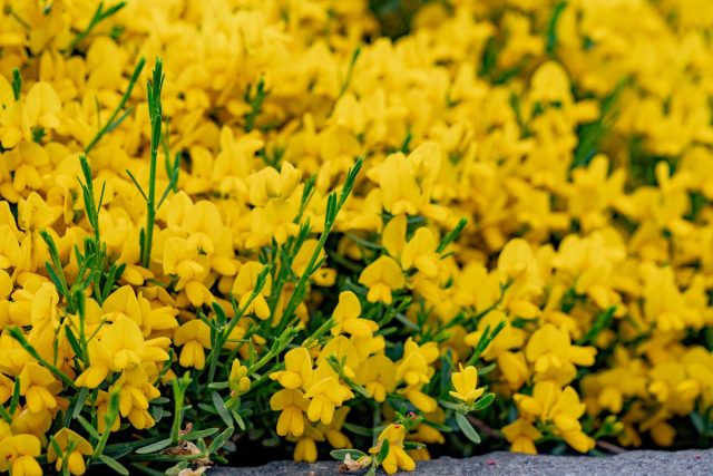 Ракитник стелющийся (Cytisus decumbens) Ракитник стелющийся (Cytisus decumbens)