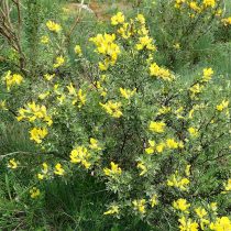 Ракитник волосистый (Cytisus hirsutus) Ракитник волосистый (Cytisus hirsutus)