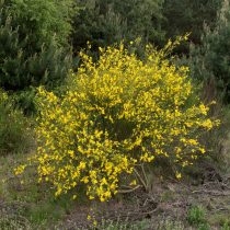 Ракитник венечный (Cytisus scoparius) Ракитник венечный (Cytisus scoparius)