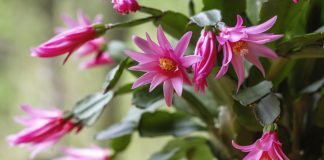 Рипсалидопсис — весеннецветущий родственник шлюмбергеры