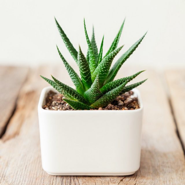 Хавортия (Haworthia) Хавортия (Haworthia)