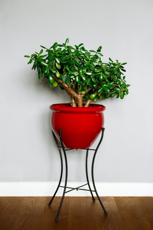Толстянка овальная (Crassula ovata) Толстянка овальная (Crassula ovata)