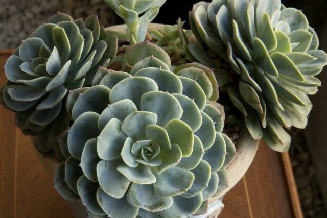 Эхеверия (Echeveria) Эхеверия (Echeveria)