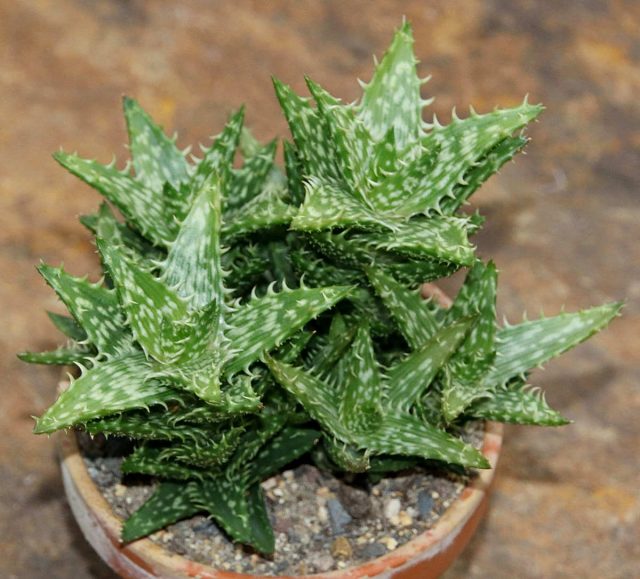 Алоэ ювенильное (Aloe juvenna) Алоэ ювенильное (Aloe juvenna)