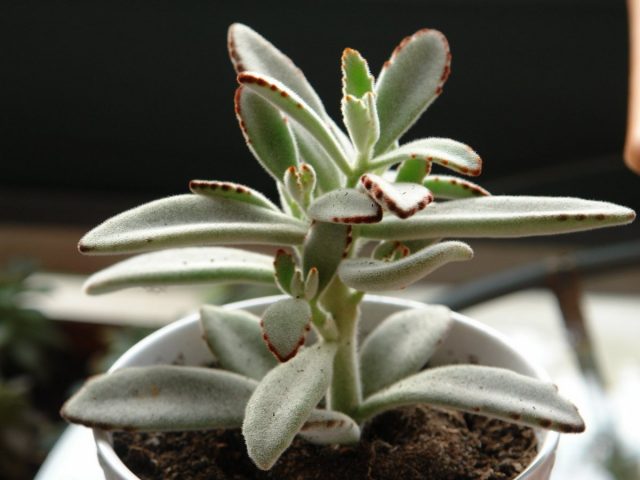 Каланхое войлочное (Kalanchoe tomentosa) Каланхое войлочное (Kalanchoe tomentosa)