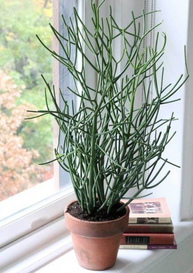 Молочай тирукалли (Euphorbia tirucalli) Молочай тирукалли (Euphorbia tirucalli)