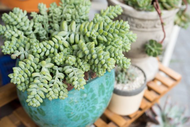 Седум (Sedum) Седум (Sedum)