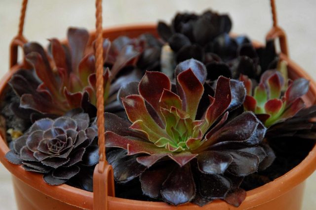 Эониум древовидный (Aeonium arboreum) Эониум древовидный (Aeonium arboreum)