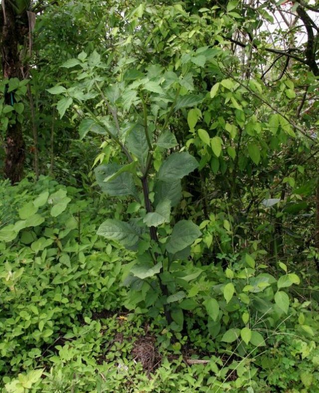 Сараха съедобная, или овощная (Jaltomata procumbens) Сараха съедобная, или овощная (Jaltomata procumbens)