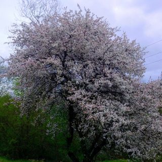 Дичка цветёт, можно заготавливать Дичка цветёт, можно заготавливать