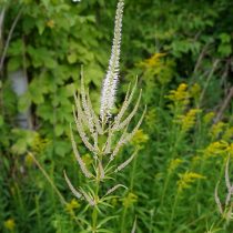 Вероникаструм (Veronicastrum), сорт «Розеум» (Roseum) Вероникаструм (Veronicastrum), сорт «Розеум» (Roseum)