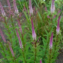 Вероникаструм (Veronicastrum), сорт «Эрика» (Erica) Вероникаструм (Veronicastrum), сорт «Эрика» (Erica)