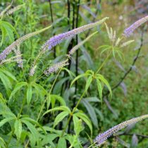 Вероникаструм (Veronicastrum), сорт «Поинтед Фингер» (Pointed Finger) Вероникаструм (Veronicastrum), сорт «Поинтед Фингер» (Pointed Finger)