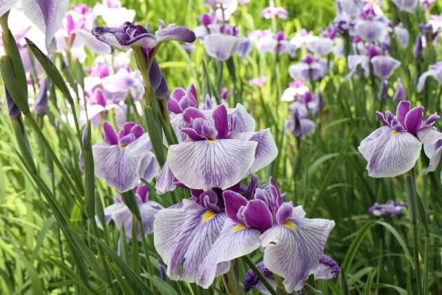Ирис мечевидный (Iris ensata) Ирис мечевидный (Iris ensata)