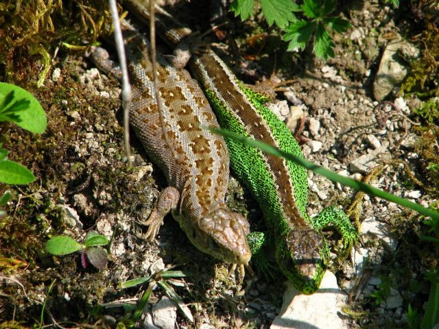Прыткая ящерица (Lacerta agilis) Прыткая ящерица (Lacerta agilis)