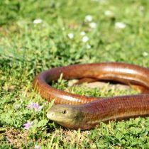 Желтопузик (Pseudopus apodus) Желтопузик (Pseudopus apodus)