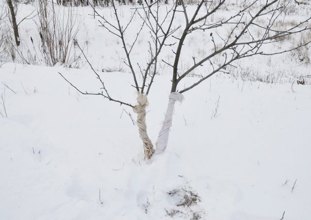 Наиболее эффективным средством отпугивания мышей или зайцев является обертывание ствола Наиболее эффективным средством отпугивания мышей или зайцев является обертывание ствола