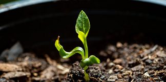 Скрученные листья — приговор или просьба о помощи?