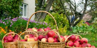 Зачем нам сад? 10 причин, чтобы стать садоводом - Сад и огород Зачем нам сад? 10 причин, чтобы стать садоводом