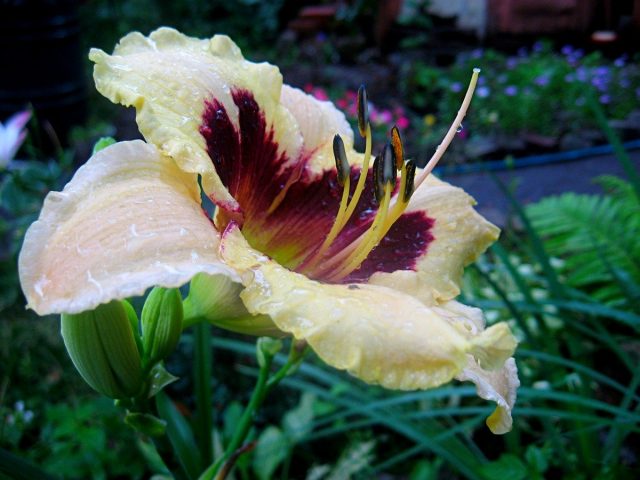 Лилейник (Hemerocallis) Лилейник (Hemerocallis)