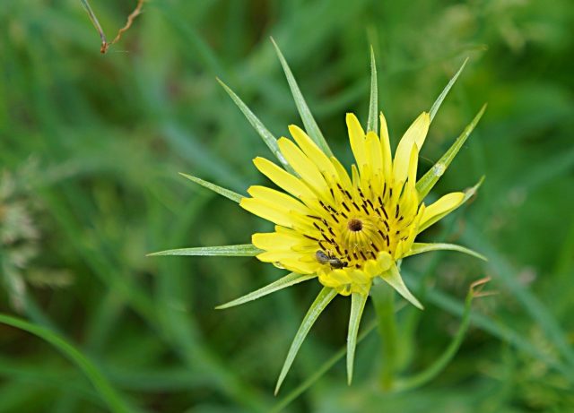 Козлобородник (Tragopogon porrifolius) Козлобородник (Tragopogon porrifolius)