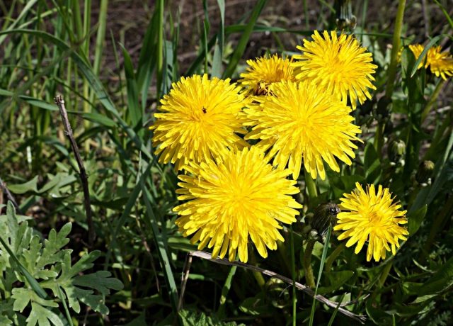 Одуванчик (Taraxacum officinalis) Одуванчик (Taraxacum officinalis)