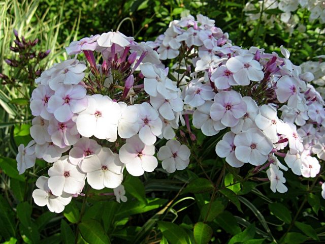 Флокс метельчатый (Phlox paniculata) Флокс метельчатый (Phlox paniculata)