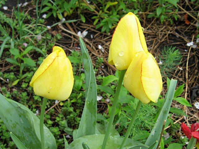 Тюльпан (Tulipa) Тюльпан (Tulipa)