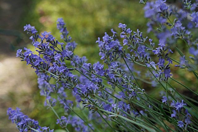 Лаванда (Lavandula) Лаванда (Lavandula)