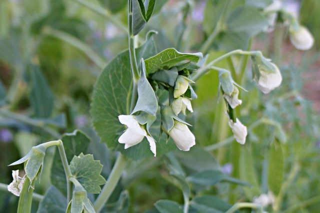 Горох посевной (Pisum sativum) Горох посевной (Pisum sativum)