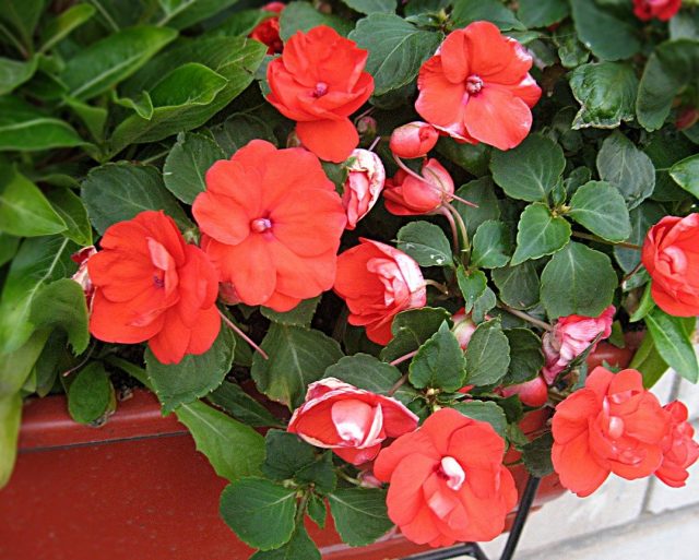 Бальзамин Валлера (Impatiens wallerana) Бальзамин Валлера (Impatiens wallerana)
