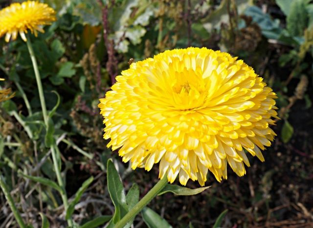 Календула лекарственная (Calendula officinalis) Календула лекарственная (Calendula officinalis)