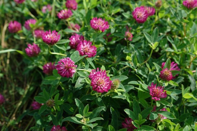 Клевер (Trifolium) Клевер (Trifolium)