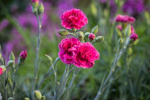 Гвоздика (Dianthus caryophyllus) Гвоздика (Dianthus caryophyllus)