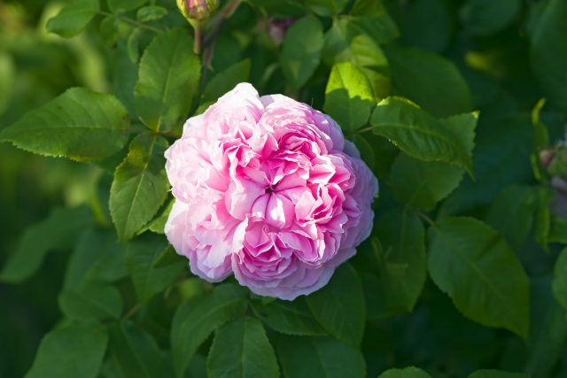 Роза (Rosa rugosa) Роза (Rosa rugosa)