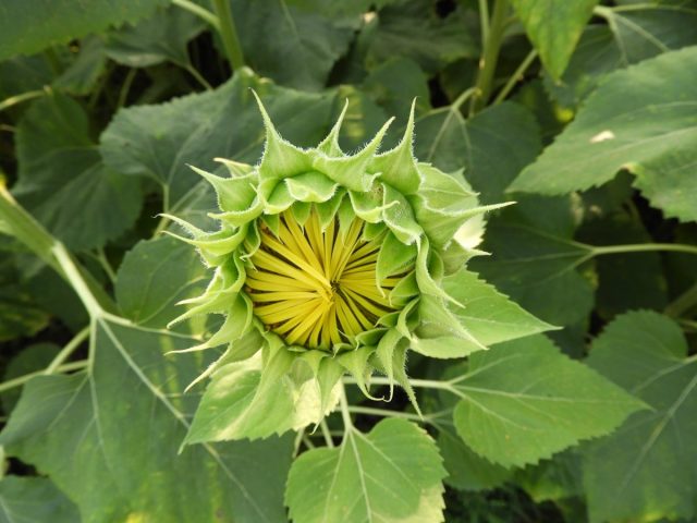 Подсолнечник (Helianthus annus) Подсолнечник (Helianthus annus)