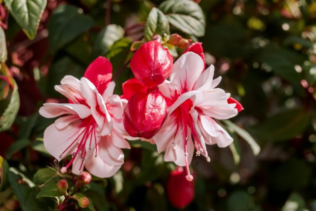 Фуксия (Fuchsia X hybrida) Фуксия (Fuchsia X hybrida)