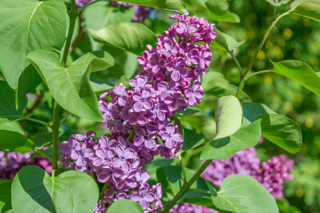 Сирень (Syringa vulgaris) Сирень (Syringa vulgaris)