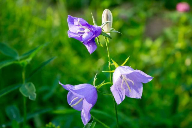 Колокольчик персиколистный (Campanula persicifolia) Колокольчик персиколистный (Campanula persicifolia)